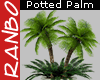 *R* Potted Palms Plant R