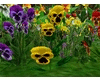 YellowVelvetWildPansy