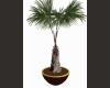 Queens Potted Palm