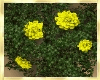 Flower Wall Vines 5