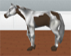 (M)Paint Horse