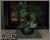 Club 2017 Potted Plant