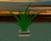 Tropical Plant 