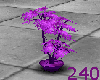 Purple Fern Plant