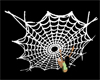 Spider Web w/pose