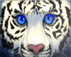 blue eyed white tiger lg