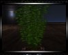 *Country Plant 4