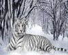 vetement tiger