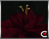 RF: Red Water Lily