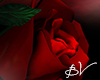 !!! GothicRose Roses lV
