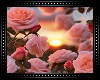♡ Roses Sunset BG