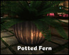 -IC- Potted Fern