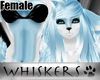 Whiskers :Frost Fur F