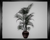 Plant  palm