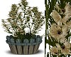 Boho-Rustic Plants