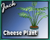 Cheese Plant Small