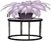 Lilac Loft Plant
