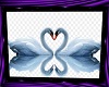 TU BETA ZETA Swan