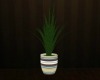 vase/plant