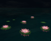 water lilies floating