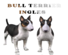 bull terrier tri color