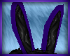B* Bunny ears Violet