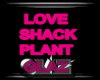 LOVE SHACK PLANT