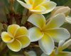 Yellow Plumerias-flowers