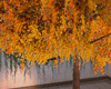 Autumn Tree & Guitar