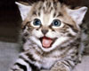 Laughing Kitten