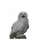 {LS}Snow Owl cutout