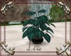 * Bali Plant