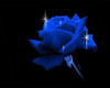(M)*falling blue rose