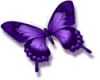 violet butterfly R