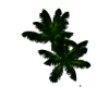 Beach Palm Trees -DEV