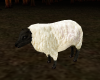 (SR) ANIMATED SHEEP