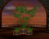 [CO]PALLACE PLANT