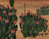 !A cactus flowers