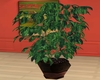 D.G. Tall Plant