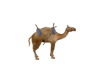 Arabic Camel3