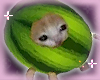 ! watermelon elgato :O