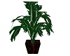 B's Tropical Plant 1