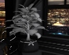 !R! City Lights Plants