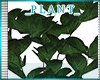 *A* FM Fall Plant 1