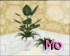 !Mo Elegant White Plants