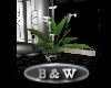 [my]S Lily Plant B/W