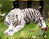 zZ  White Tiger Pet