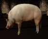 Pig Animated