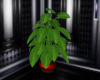 Plant in Red Vase