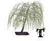 small weeping willow